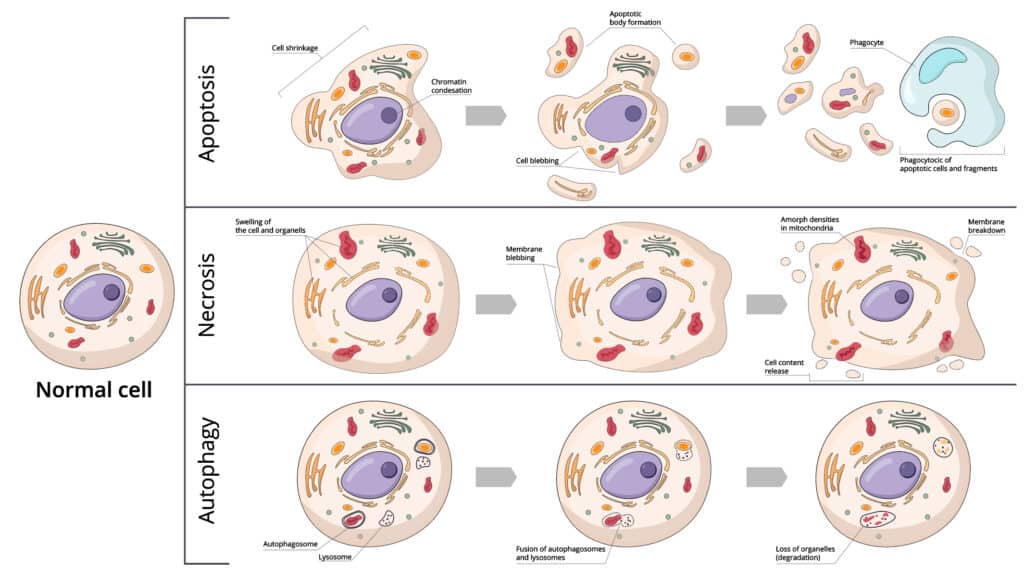 If the fat cells are damaged during this process, it can lead to necrosis.